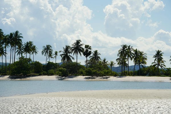 Quelles croisières offrent des randonnées pour observer les gorilles des montagnes au Rwanda?